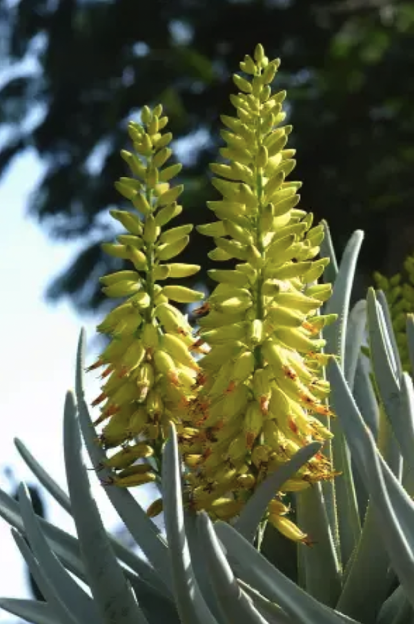 Medicinal Aloe